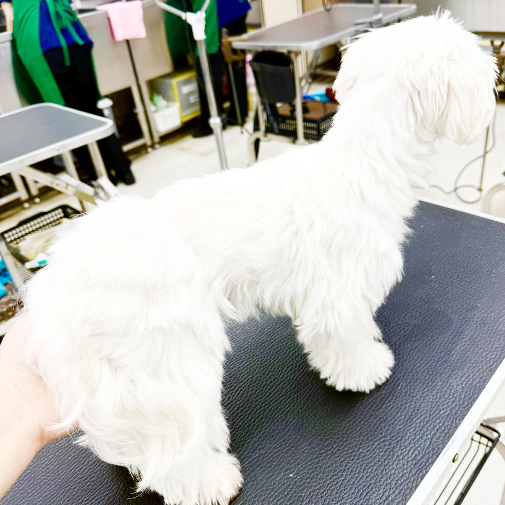卒業犬イーブイちゃんのデザインカット☆